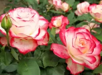 パズル Roses