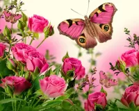 Пазл Розы и бабочки