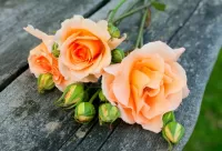 Slagalica Roses and buds