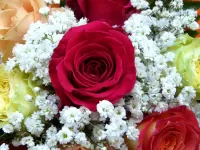 Zagadka Roses and hydrophila