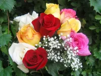 Zagadka Roses and gypsophila