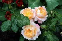 Quebra-cabeça Roses and nasturtium