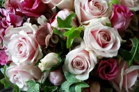 Bulmaca Roses and Ivy