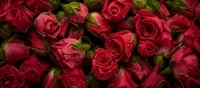 Rompecabezas Roses and dew