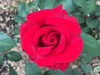 Zagadka rozi iz sada