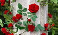 Jigsaw Puzzle Roses on the column