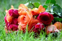 Rompecabezas Roses on the grass