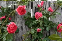 Пазл Розы на заборе