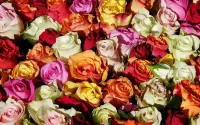 Quebra-cabeça Roses in stock