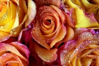 Puzzle Rozi v rose