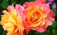 Zagadka Roses in the dew
