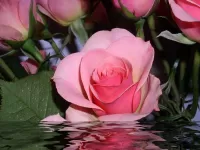 Rompecabezas Roses in water
