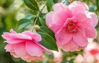 Jigsaw Puzzle Pink camellia