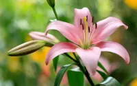 Puzzle Pink Lily