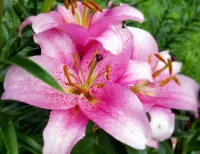 Слагалица Pink lily