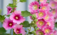Puzzle Pink mallow