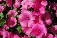 Puzzle pink mallow