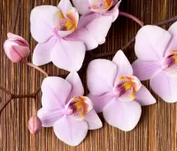 Пазл Розовая орхидея