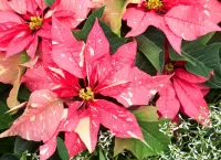 Jigsaw Puzzle pink poinsettia