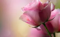 Слагалица Pink rose