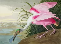 Jigsaw Puzzle Roseate Spoonbill