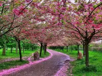 Пазл Розовые деревья