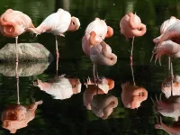 Jigsaw Puzzle Rozovie flamingo