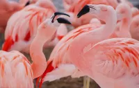 Пазл Розовые фламинго