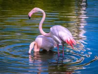 Quebra-cabeça Pink flamingos