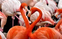 Quebra-cabeça Pink flamingos