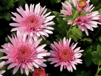 Quebra-cabeça Pink chrysanthemums