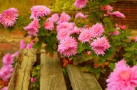 Rätsel Pink chrysanthemums