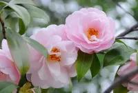 Jigsaw Puzzle Pink Camellia