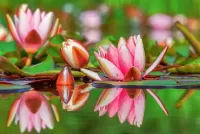 パズル Pink water lilies