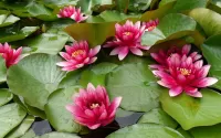 Bulmaca Pink lilies