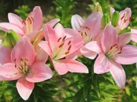 Rompecabezas Pink lilies