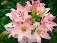 Rätsel Pink lilies