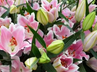 パズル pink lilies