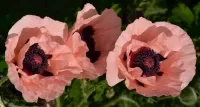Quebra-cabeça Pink poppies