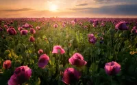 Jigsaw Puzzle Pink poppies