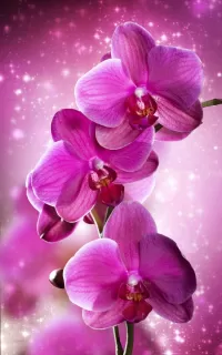 Пазл Розовые орхидеи