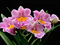 Jigsaw Puzzle rozovie orhidei1