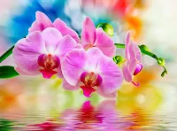 Jigsaw Puzzle Pink Orchid