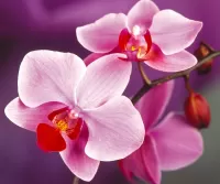 Пазл Розовые орхидеи