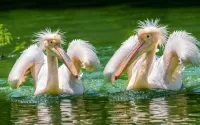 Puzzle Pink pelicans