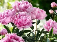 Jigsaw Puzzle pink peonies