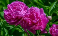 Jigsaw Puzzle Pink peonies