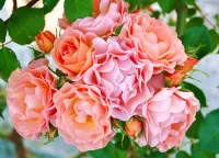 Пазл Розовые розы 