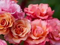 Rompicapo Rozovie rozi