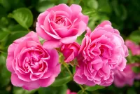 Rompicapo Pink roses